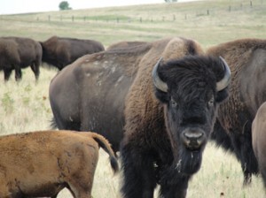 Auf den Spuren der Büffel Indianerreise zu den Plains Indianern